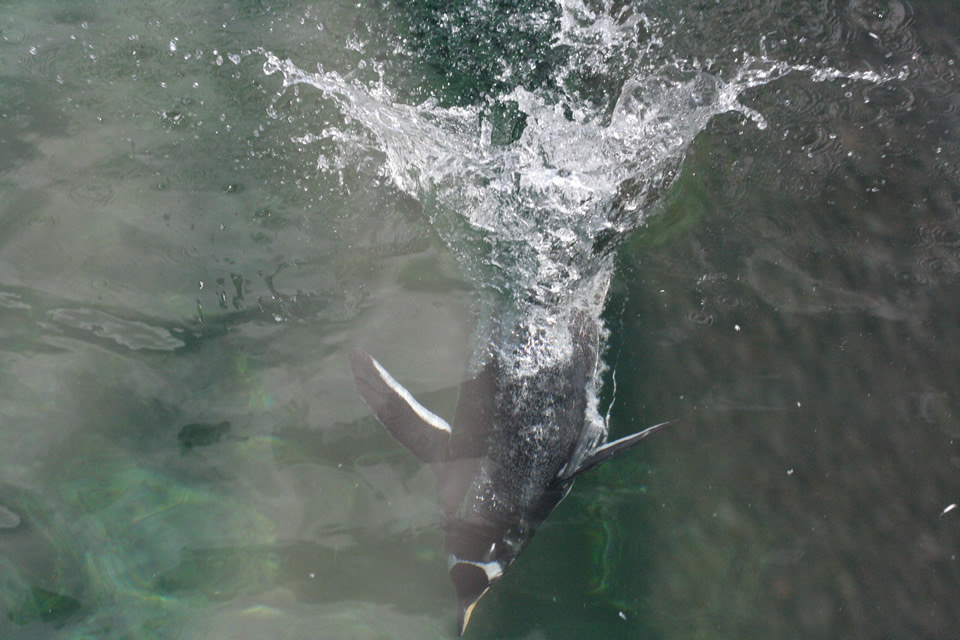 Penguin diving, Edinburgh zoo