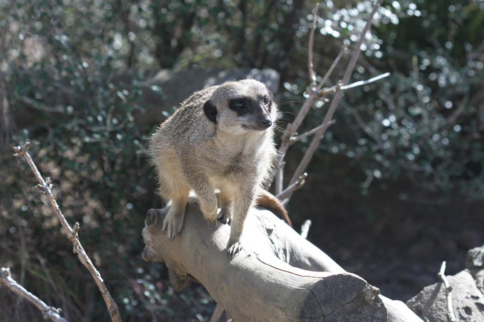 Meerkat, Edinburgh zoo