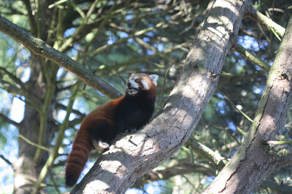 Red Panda (Firefox), Edinburgh zoo