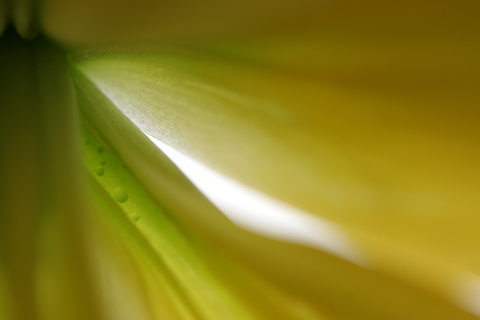 Yellow flower detail