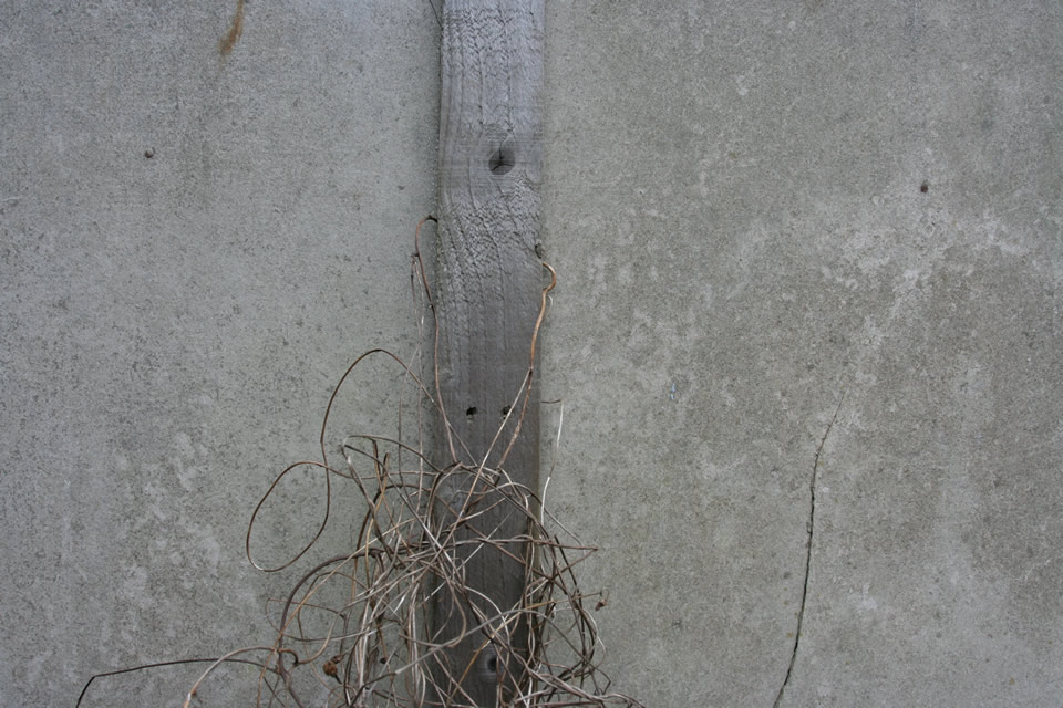 Withered plants against a concrete wall