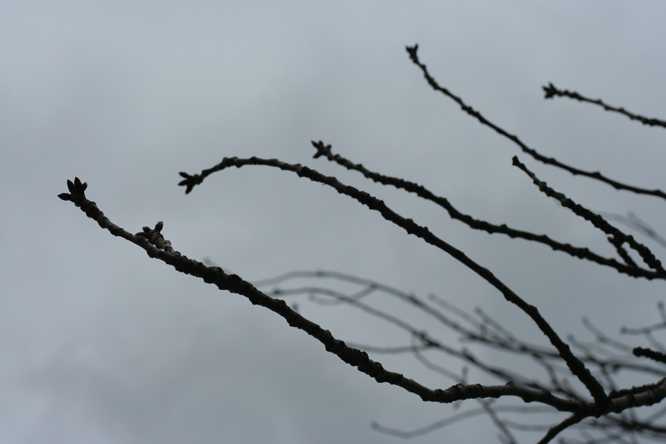 Branches silhouetted against a cloudy sky