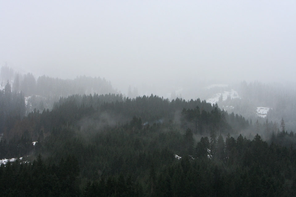 Forrest in fog, Mayrhofen, Austria (levels adjusted)