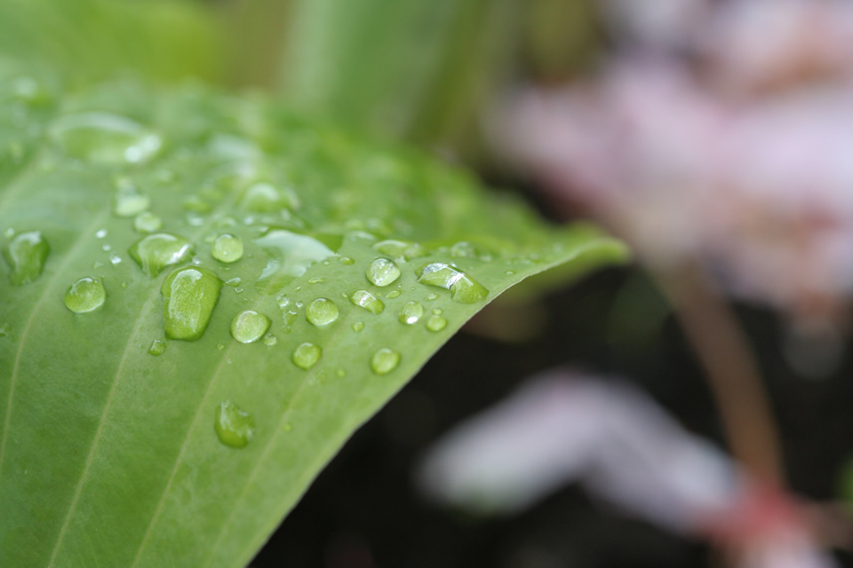 Rain drops on a green leaf