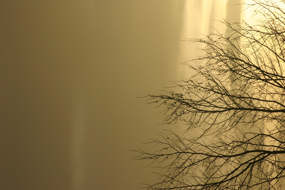 Trees at dawn