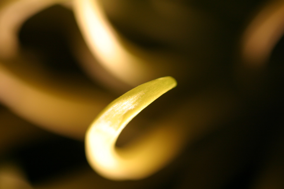 Flower petal detail