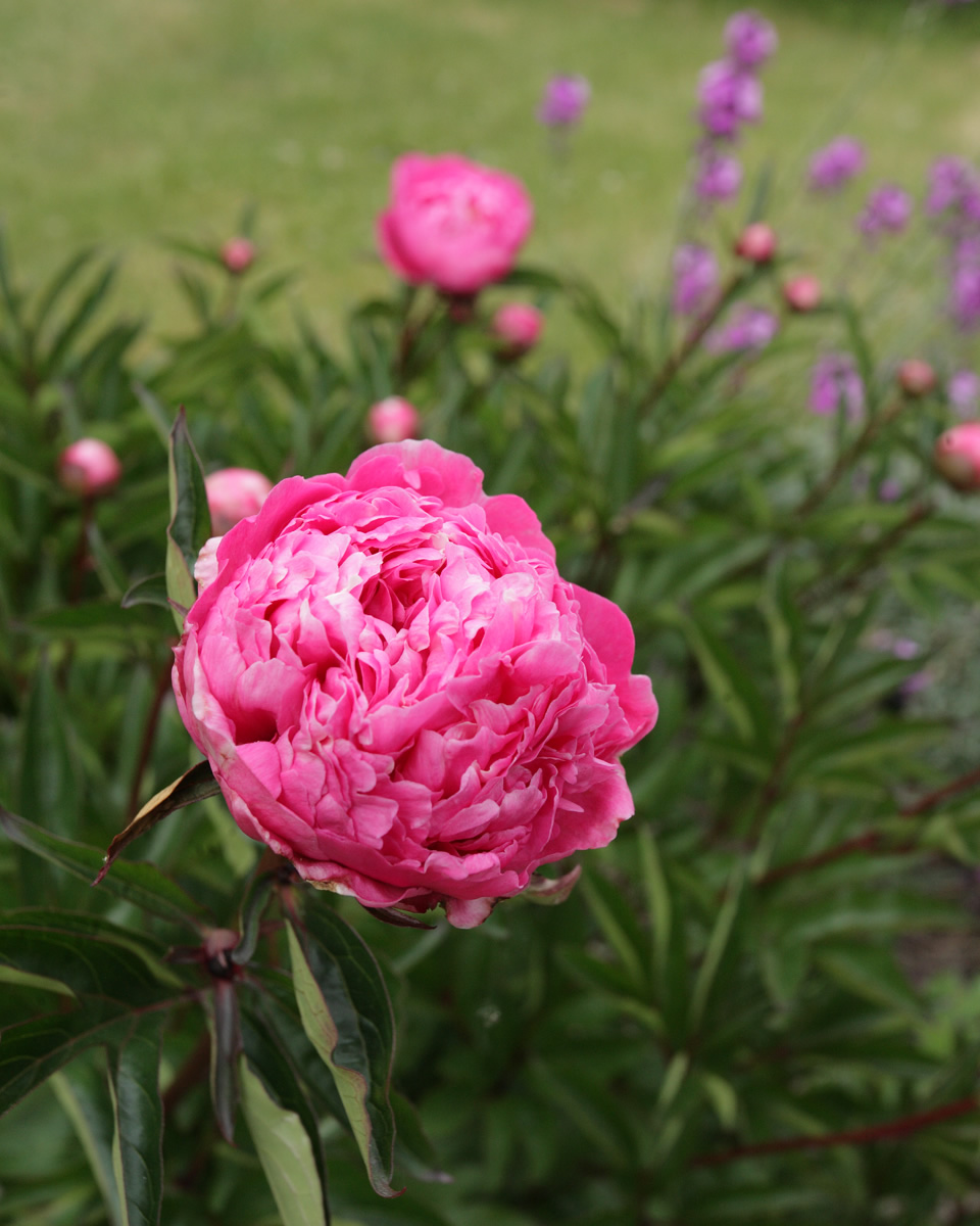 Peony, Llanfair