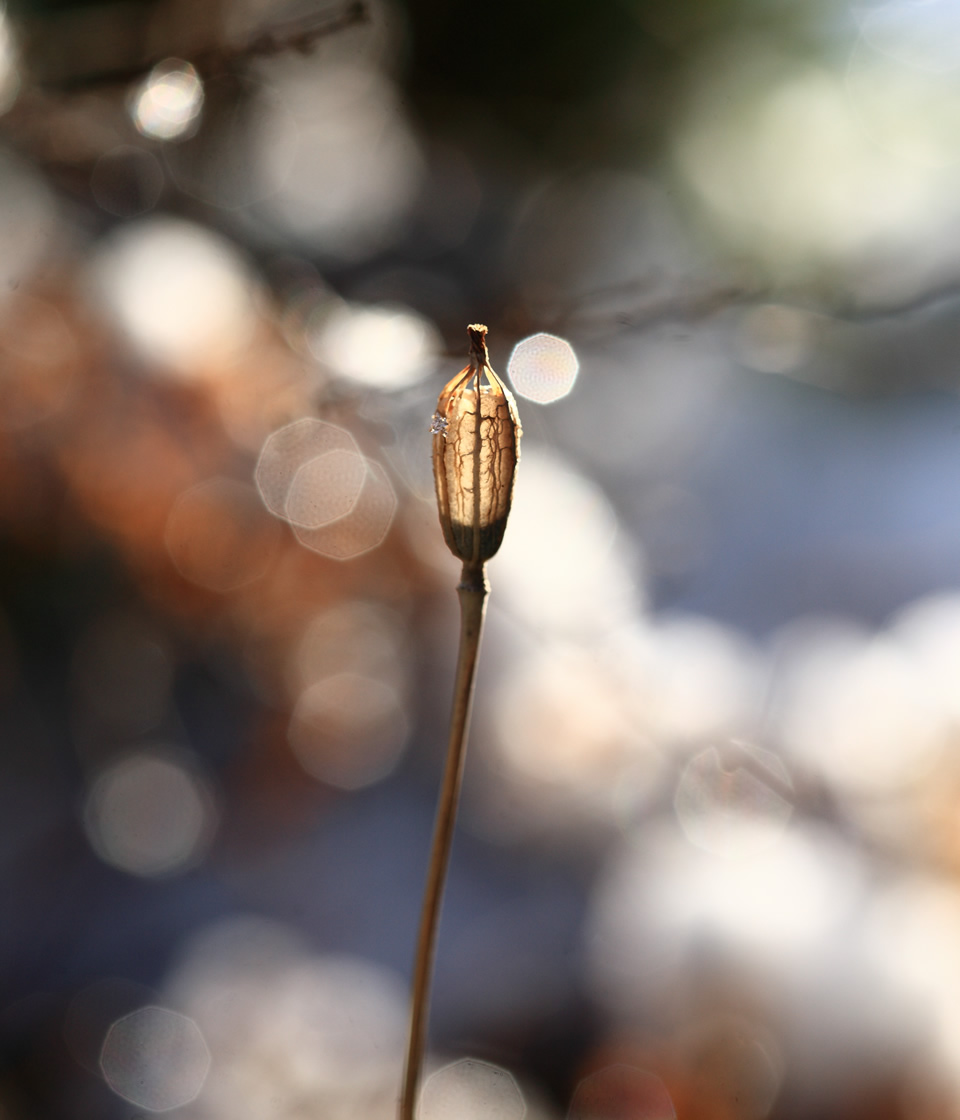 Seed pod