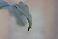Close up of a flower in a franchise coffee house