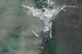 Penguin diving, Edinburgh zoo