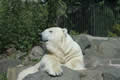 Polar bear, Edinburgh zoo