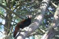 Red Panda (Firefox), Edinburgh zoo
