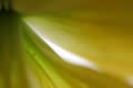 Yellow flower detail