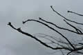 Branches silhouetted against a cloudy sky