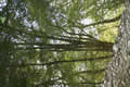 Trees reflected in river