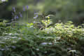 Bluebells and spiderwebs