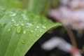 Rain drops on a green leaf