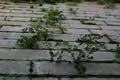 Plants growing in brickwork