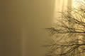 Trees at dawn