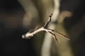 Twig
