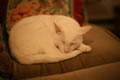 Smeagol, asleep