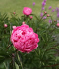 Peony, Llanfair