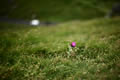Thistle, Winnats Pass